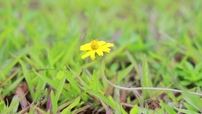 南美蟛蜞菊，地锦花，穿地龙