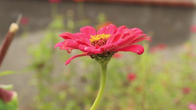 漂亮花儿视频实拍