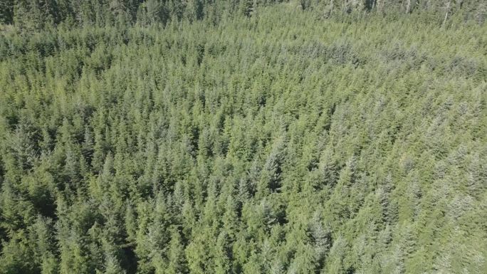 空中无人机拍摄的葱郁的森林和山脉