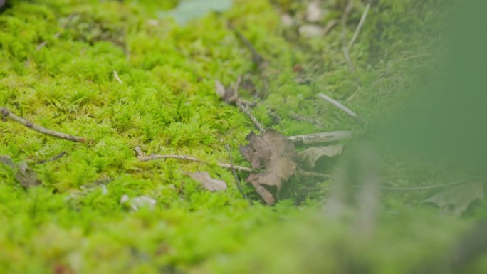 清晨的绿色森林长满了苔藓