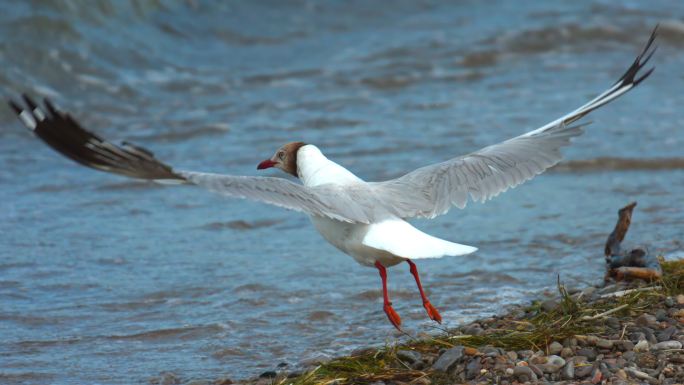 鸟飞鸟海鸥白鹭湿地鸟飞候鸟动物生态环境鸟