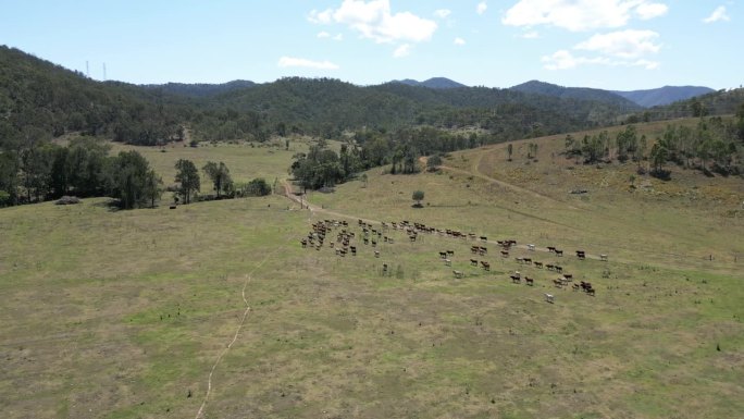 一群牛穿过澳大利亚昆士兰州农村的农田