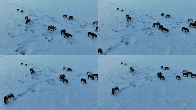 雪野中刨雪觅食的马群