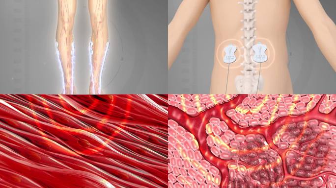 打通经络穴位 神经 经络 血管 血液