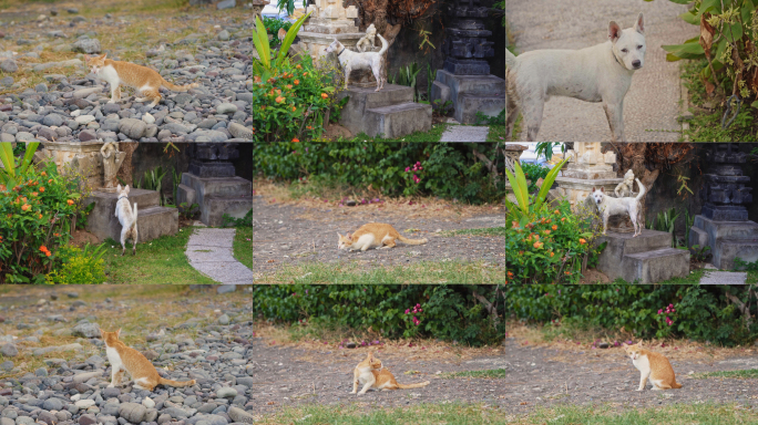 【原创4K】田园猫和梗犬在户外的活动