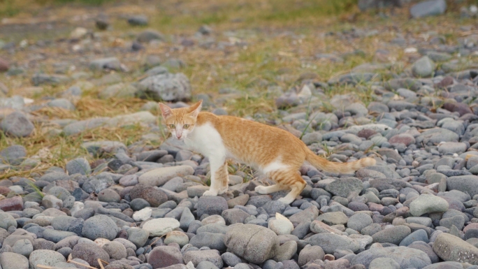 【原创4K】田园猫和梗犬在户外的活动