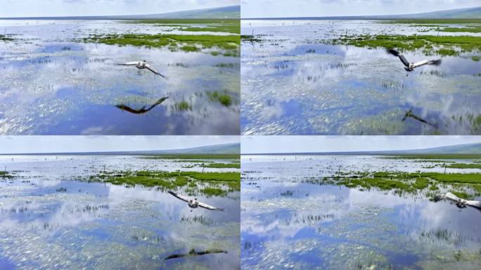 鹤丹顶鹤动物湿地候鸟飞鹤生态公园野生动物