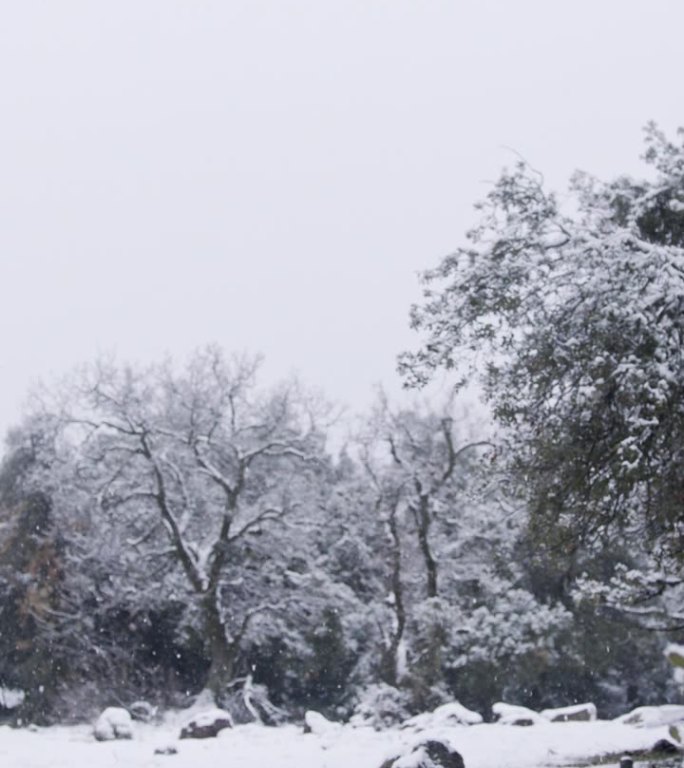 垂直视频-在茂密的森林里，大雪落在树上的慢动作