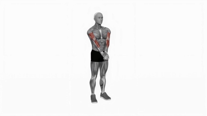 肘部伸展和旋后旋前旋前臂伸展健身运动锻炼动画男性肌肉突出演示4K分辨率60 fps