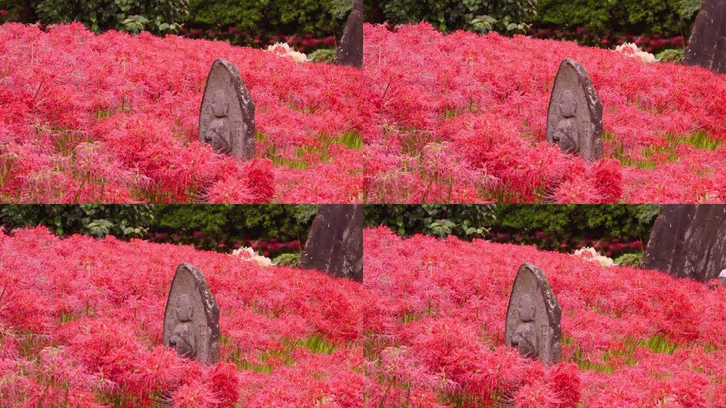 鲜红色的蜘蛛百合，在雨天开成簇