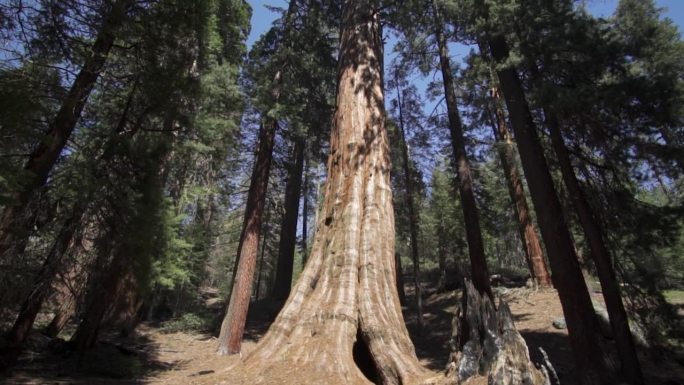 美国加州红杉国家公园的谢尔曼将军巨型巨树(Sequoiadendron giganteum)是地球上