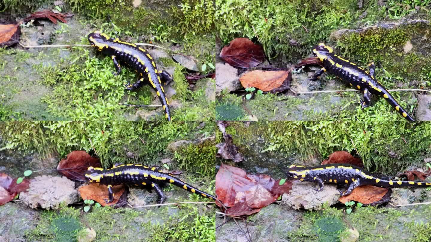 火蜥蜴在清澈的溪水旁的泥土、苔藓和石头上爬行