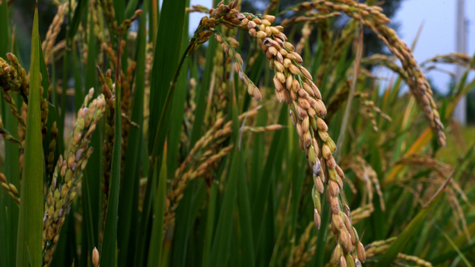 4条4K稻谷丰收特写素材