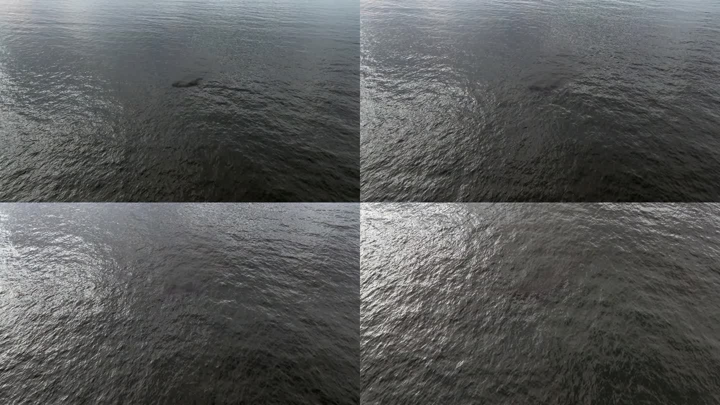 俯瞰大西洋碧绿的海水，纽约洛克威海滩。然后，无人机摄像机在一群鱼上倾斜下来。