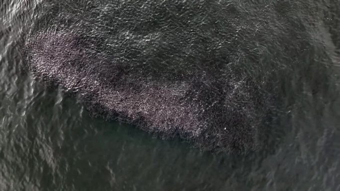 在纽约洛克威海滩外，俯瞰着大西洋深绿色水域中的鱼群。当鱼游动时，相机向下倾斜并保持静止。