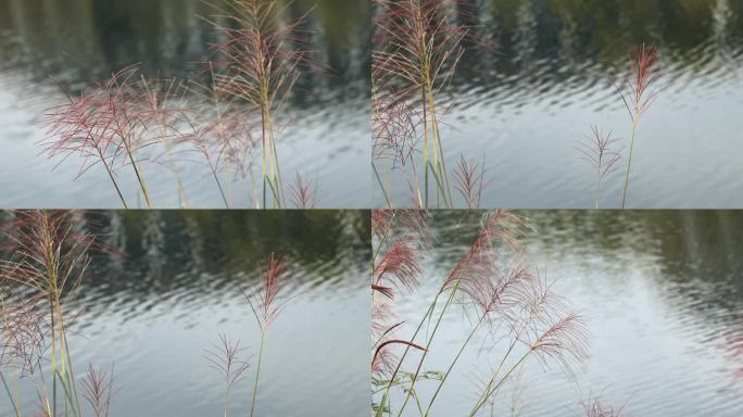 河畔芦苇特写