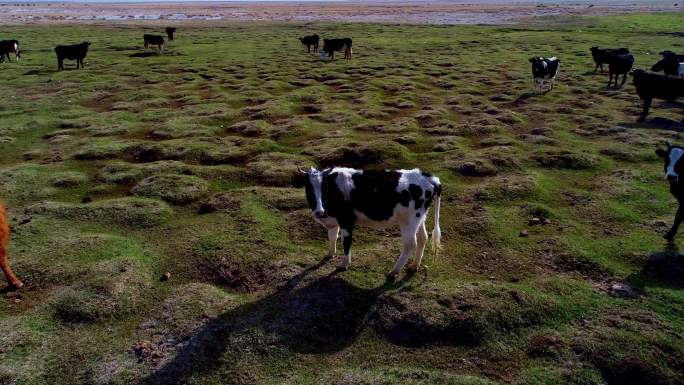 高原牛羊群 草原 原生态牧场  牛羊奔跑
