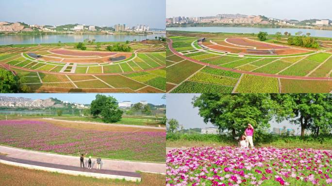 南宁灵龟山公园 格桑花 花海