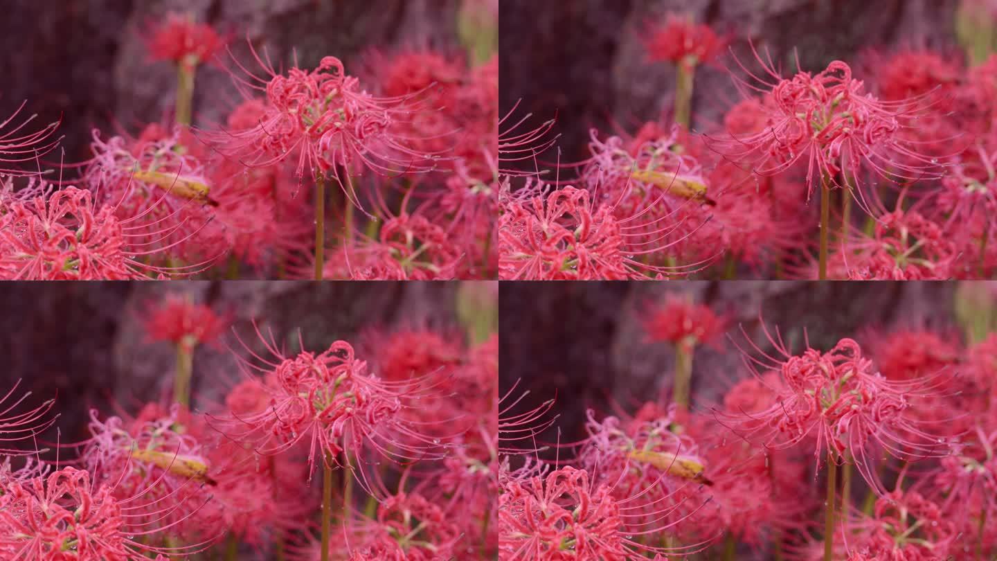 鲜红色的蜘蛛百合，在雨天开成簇