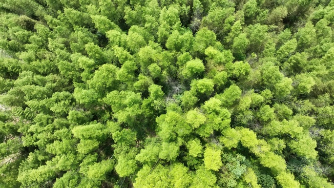 竹林俯拍竹海绿色森林俯瞰树林山林植被风景