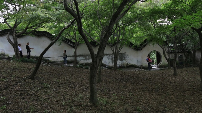 庭院 枫树枫叶 中式院墙