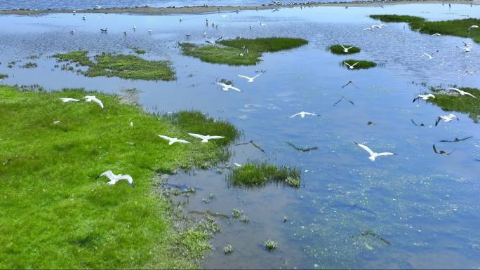 鸟飞鸟海鸥白鹭湿地鸟飞候鸟动物生态环境鸟