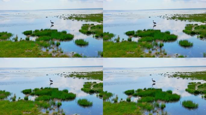 鹤丹顶鹤动物湿地候鸟飞鹤生态公园野生动物