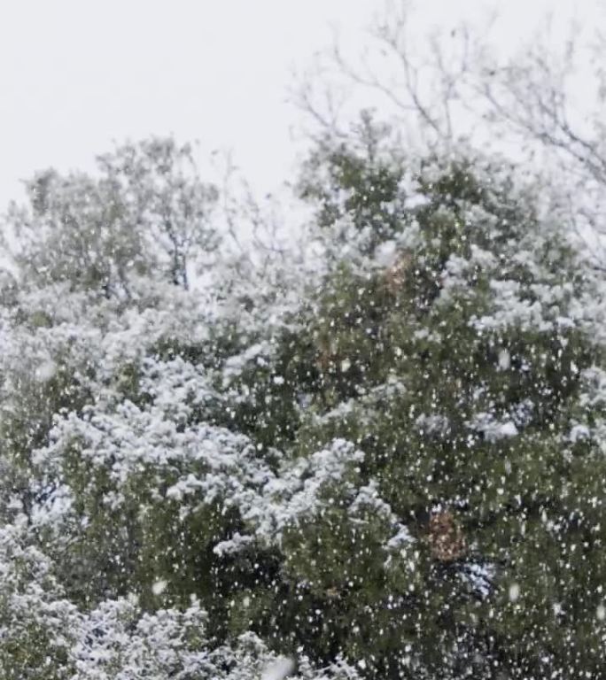 垂直视频-在茂密的森林里，大雪落在树上的慢动作