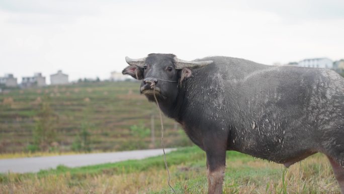 大水牛在乡村草地上吃草