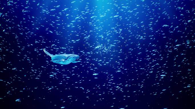 梦幻海底鲸鱼鱼群