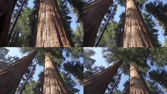 美国加州红杉国家公园的谢尔曼将军巨型巨树(Sequoiadendron giganteum)是地球上