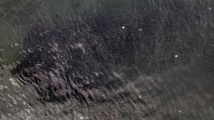 纽约洛克威海滩附近，在大西洋深绿色的海水中，一群鱼正上方的鸟瞰图。当鱼游动时，相机向下倾斜并保持静止