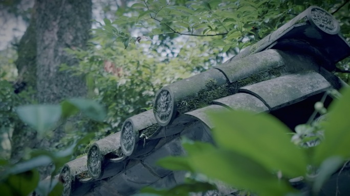 小院围墙 微风植物