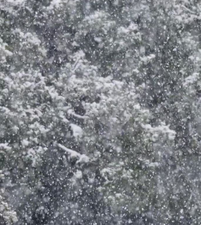 垂直视频-在茂密的森林里，大雪落在树上的慢动作