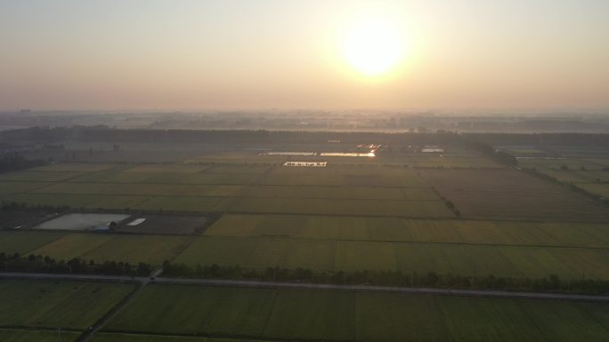 秋天早晨的稻田