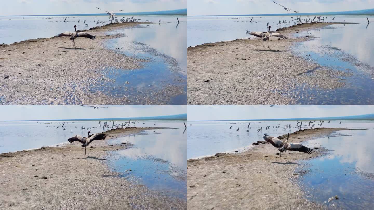 鹤丹顶鹤动物湿地候鸟飞鹤生态公园野生动物