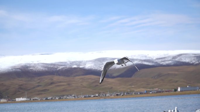 青海湖海鸟