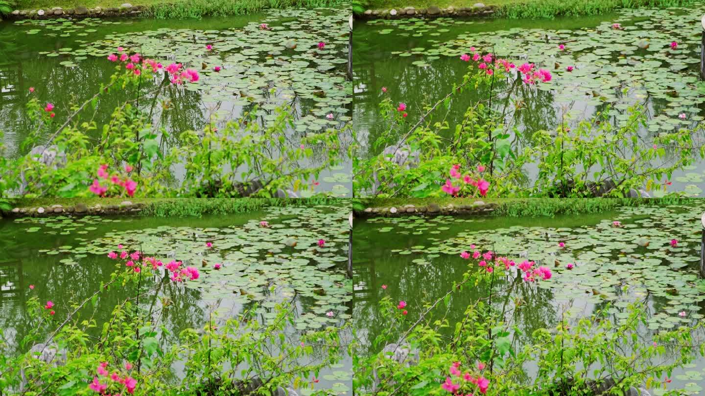 池塘花色视频素材
