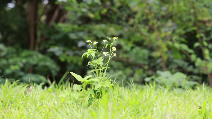 白花鬼针草