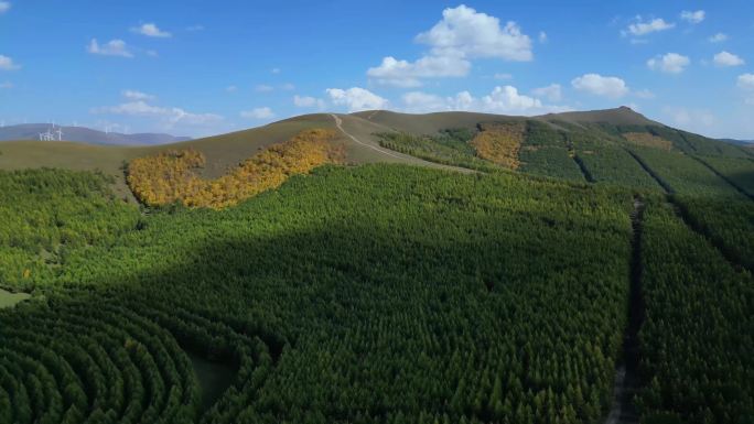 航拍河北丰宁坝上森林秋景