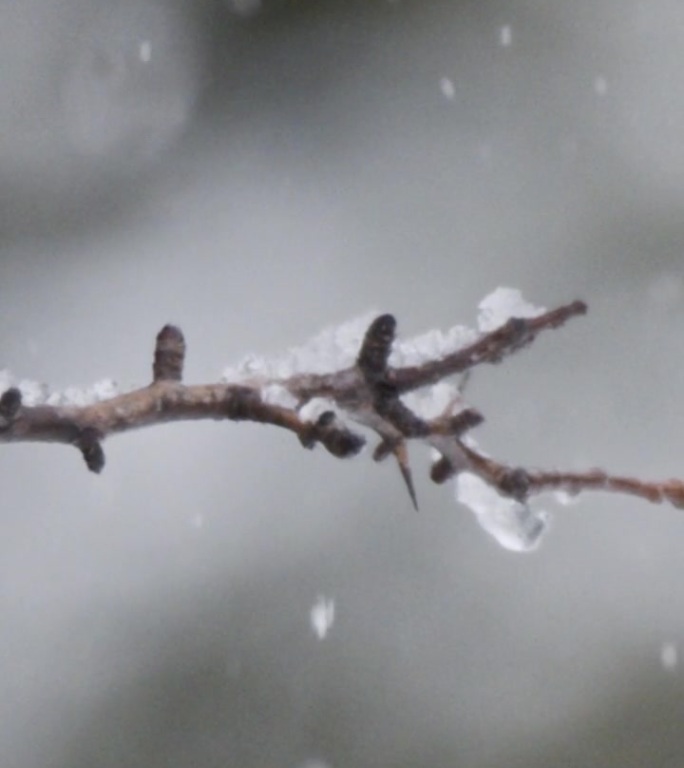 垂直视频-在茂密的森林里，大雪落在树上的慢动作