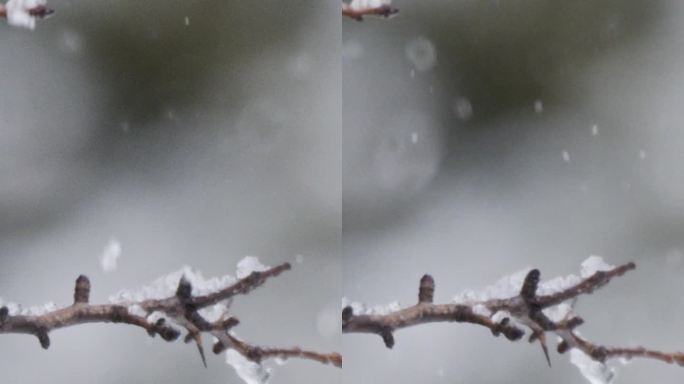 垂直视频-在茂密的森林里，大雪落在树上的慢动作