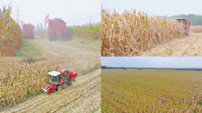 玉米收获秋收时节联排收割包谷乡村振兴