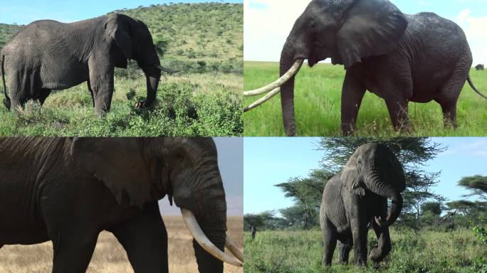 大象 非洲野生大象 非洲象