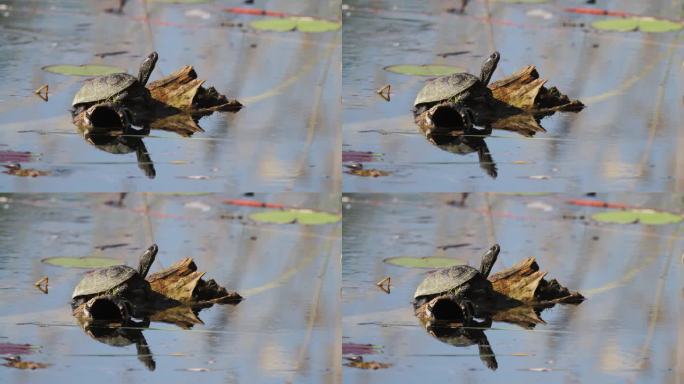 欧洲塘龟在克罗地亚科帕奇利特湿地的原木上休息
