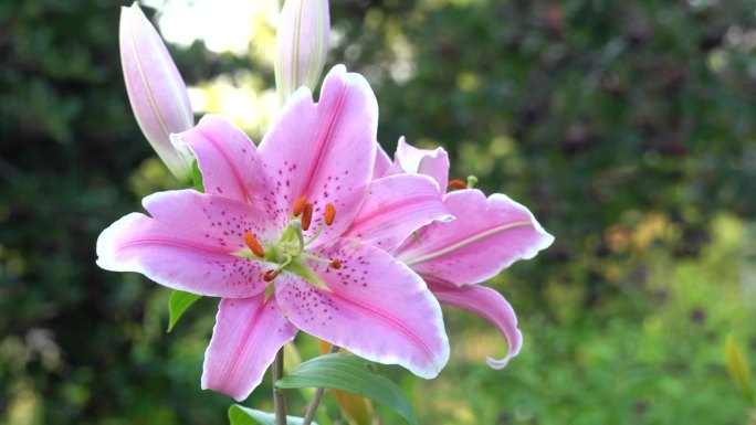 粉红色的黄花菜或萱草花在花园里随风摇曳，特写