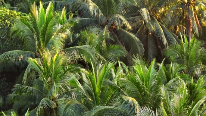 海南椰子林航拍