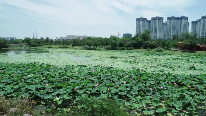 荷花 苏州 吴中 澹台湖 宝带桥公园