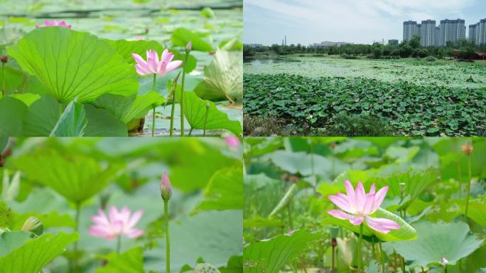 荷花 苏州 吴中 澹台湖 宝带桥公园