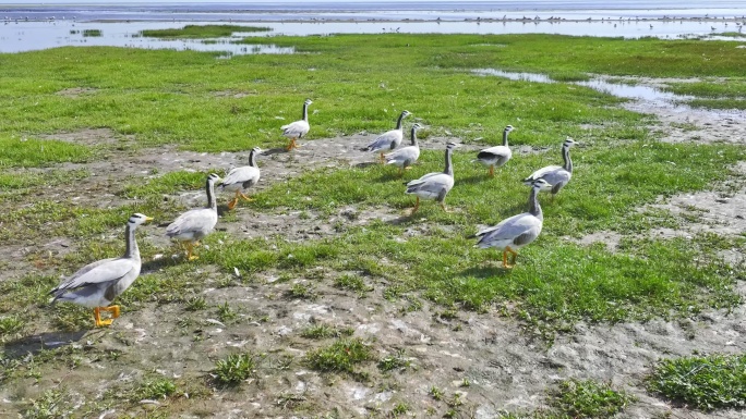 斑头雁候鸟大湿地公园野生动物雁动物生态